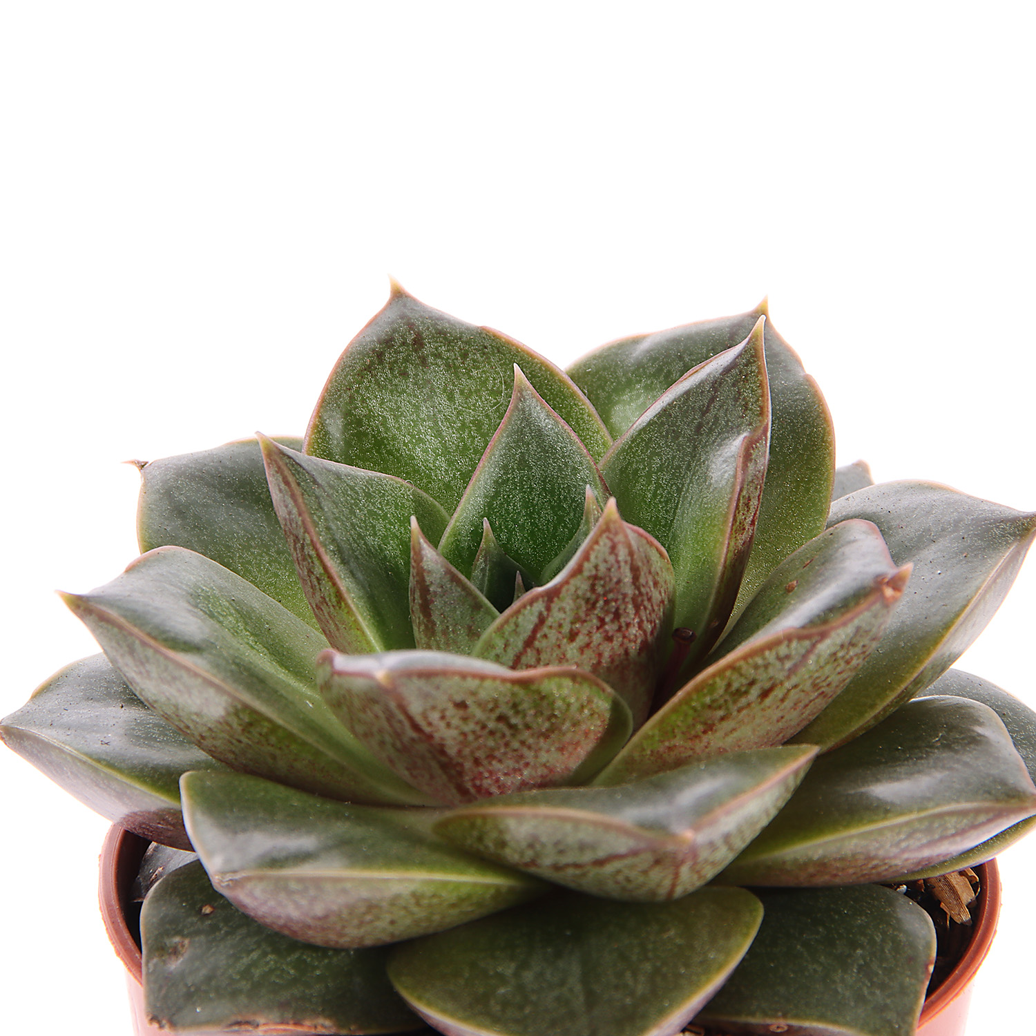 Суккулент микс ХХL D7 Н10 *1/20