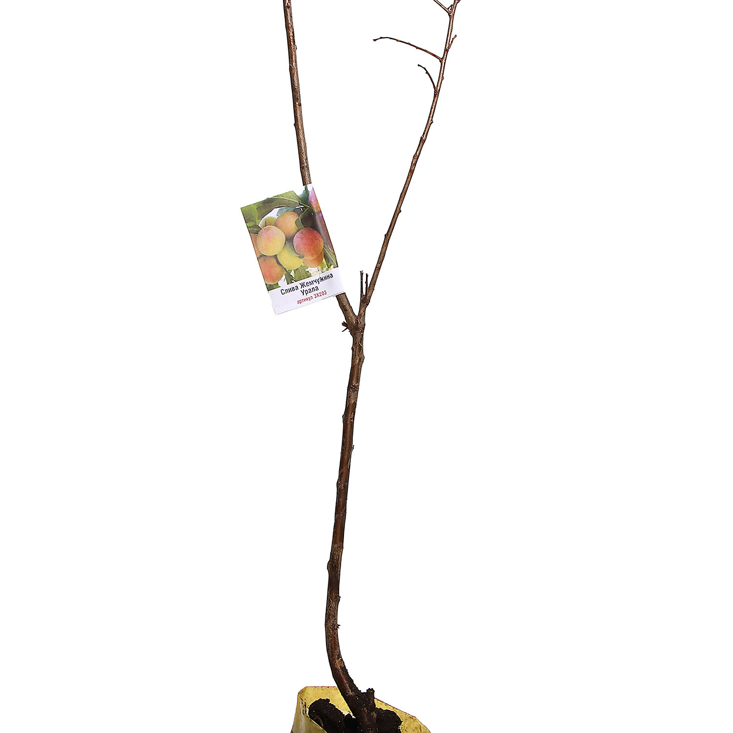 Слива Жемчужина Урала Саженец 2 года Высота саженца  90-110см