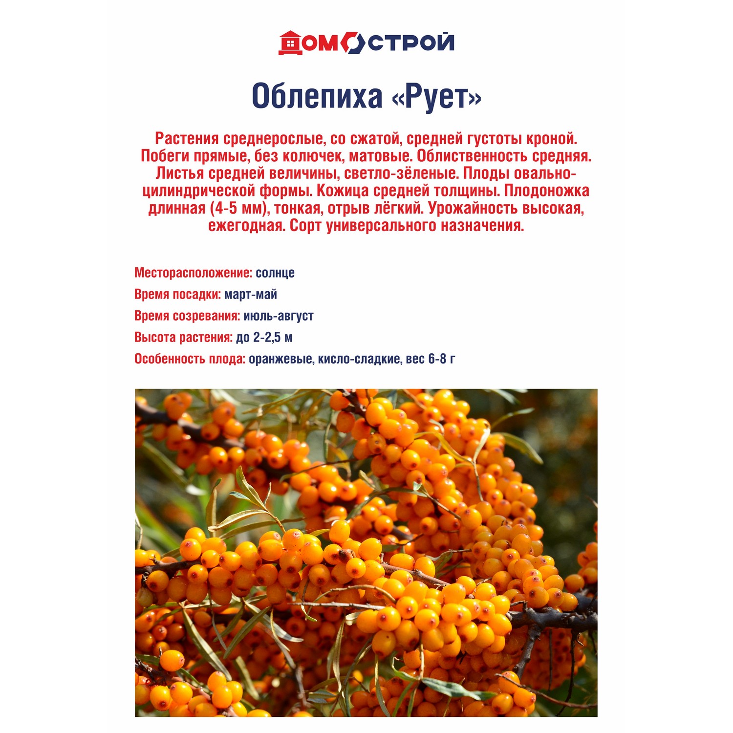 Облепиха Рует