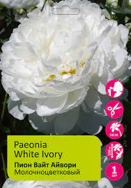 Пион Вайт Айвори 1шт / Paeonia White Ivory Пион Вайт Айвори 1шт / Paeonia White Ivory