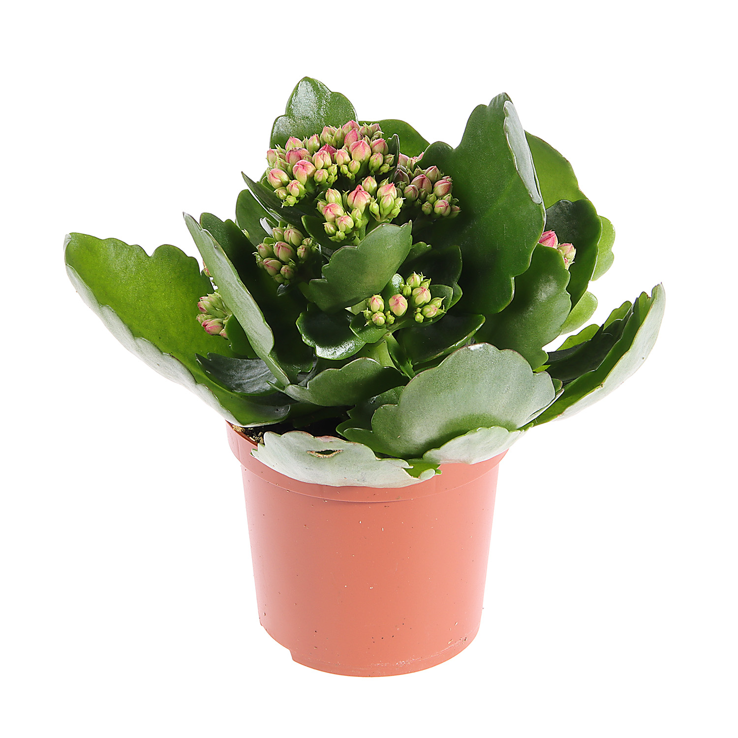 Каланхое микс D7 H15 *1/16